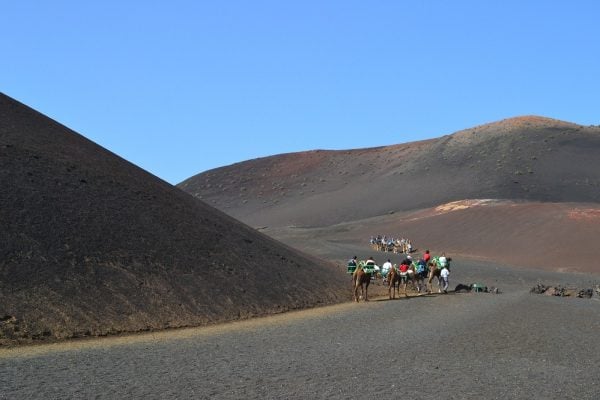 Camels Lanzarote