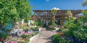 Flower Power Lanzarote