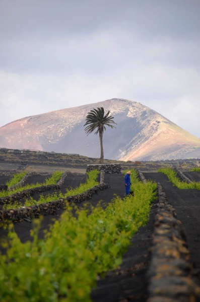 wine tours lanzarote tour 2