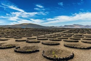 Wine tours of lanzarote