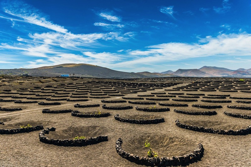 Wine tours of lanzarote
