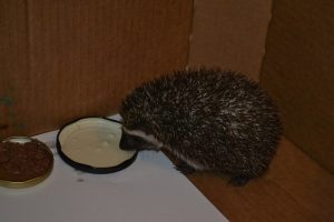 Big hoglet feeding