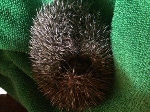 Big hoglet hiding