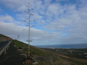 Walk from Arrieta to Haría