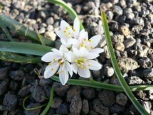 Lanzarote Walk, Maguez