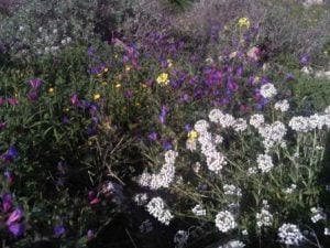 Walk The Malpaso Way in Haria