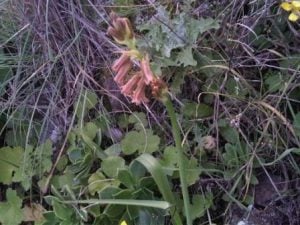 Walk The Malpaso Way in Haria