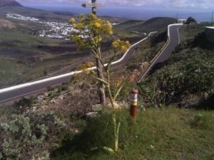 Walk The Malpaso Way in Haria