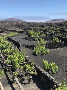 Lanzarote Wine 2018