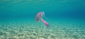 Jellyfish in Lanzarote