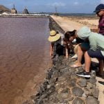 Brine shrimp at Salinas de Janubio