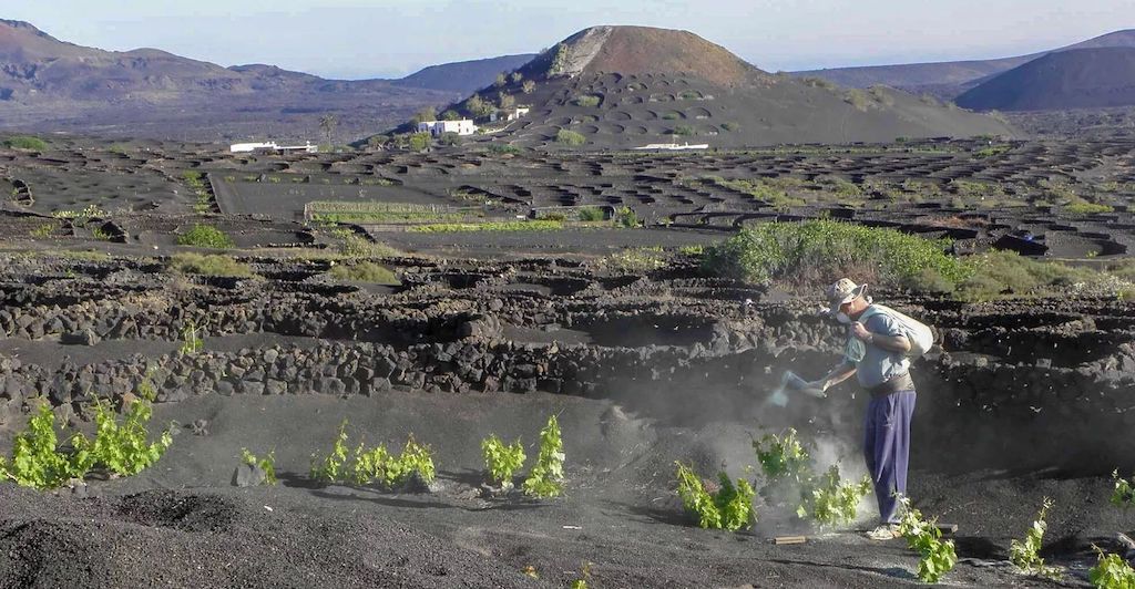 May in the vineyards