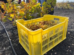 Winter Wine Harvest Lanzarote